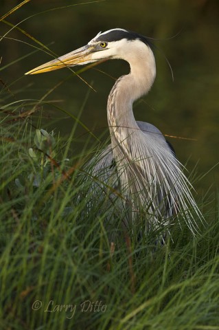 A more photogenic pose of a great blue heron hunting in the freshwater marsh at South Padre Island's Birding Center boardwalk.