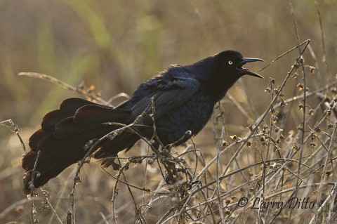 This displaying great-tailed grackle was the first bird I saw at South Padre Island.  He's not exactly what I was after, but I couldn't resist the display.