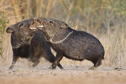 A handfull of corn just isn't enough to satisfy two javelinas so something has to give.