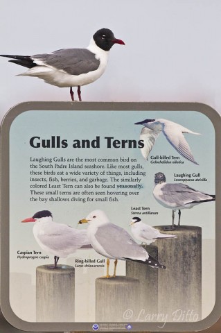 Who says Laughing Gulls can't read.  This sign is on the South Padre Island Birding Center boardwalk.