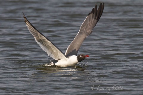 Laughing gulls and black skimmers skim freshwater ponds near the lower Texas coast to drink.