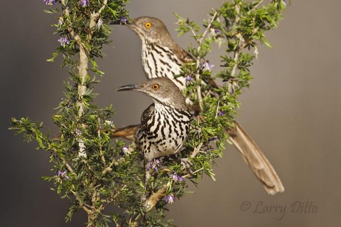 This pair of Long-billed Thrashers regularly visit the photo blind water hole, even while nest building.