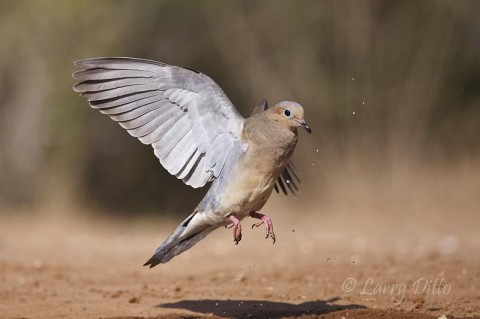 Mourning dove take-off with water flying