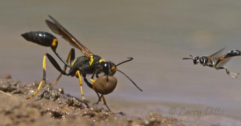 Mud Dauber and escort with a ball of mud