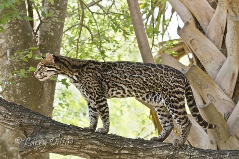 Captive ocelot furnished by the Cincinnati Zoo for an educational tour of south Texas where fewer that 50 of the endangered cats still survive in the wild.