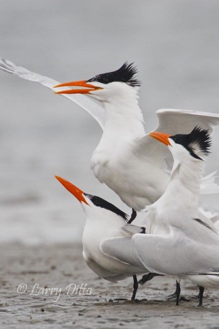 This coming week, we hope to see lots of Royal terns and songbirds at the South Padre Island Photo Tour.