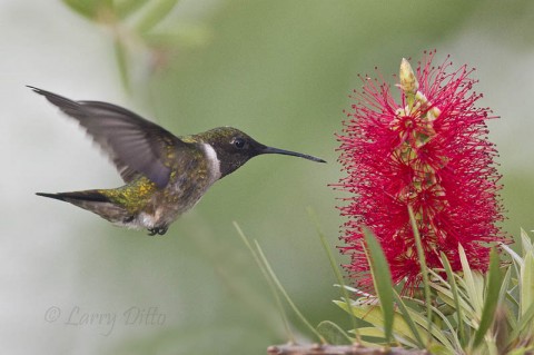 Male ruby-throated hummingbird feeding at bottle brush blooms by the South Padre Island Convention Center.