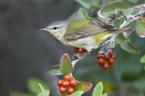 Small birds like this Tennessee Warbler feed on insects among the fiddlewood leave at South Padre Island Convention Center.  Larger fruit eaters like rose-breasted grosbeaks and orioles feast on the ripe fruit.