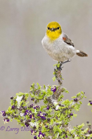 This colorful verdin looked stiking atop the blooming guayacan bush.  Water and fresh orange slices attract the guys to south Texas photo blinds.