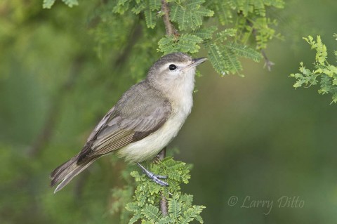 This warbling vireo spent the morning of April 20 foraging among the leaves of huisache and tepeguaje trees at the convention center.