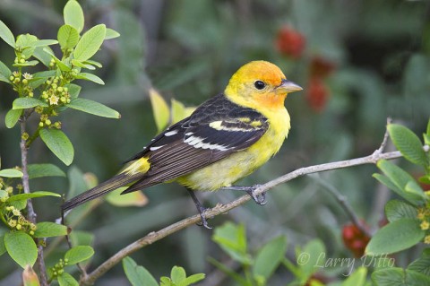 Western Tanagers normally are rare visitors to SPI during the spring migration.  This year we saw several cooperative males.