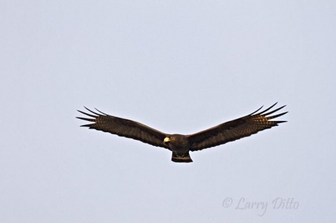 Zone-tailed Hawks often fly with vultures and blend in with the flock.