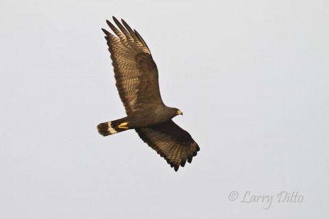 This zone-tailed hawk glided past the Hoak Ranch patio in late afternoon.  After springing to the car for a camera, I managed to get a few, shaky shots of this bird riding the air currents before sunset.