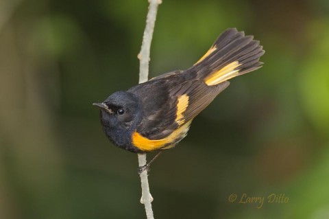 American Redstart male twitching about in search of a bug.