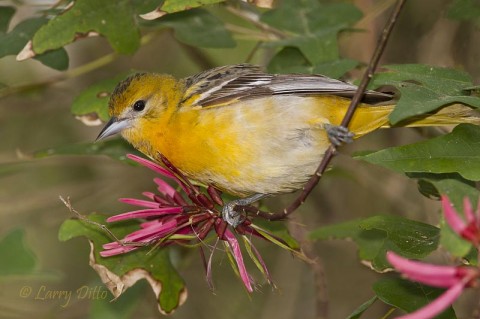 Female Baltimore Oriole feeding at Coral Bean flowers in the South Padre Island Convention Center thicket.