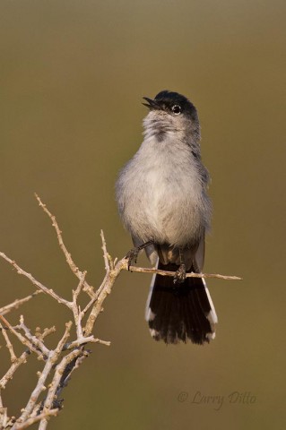 It is critical to position the camera to capture a bird in front of a smooth, clean background.  This bird wouldn't land on "my" perch, but he did land at a spot with a nice background.