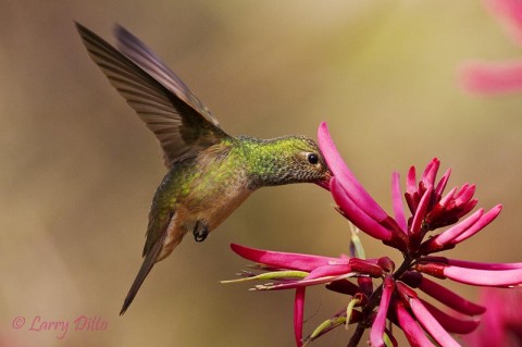 A Buff-bellied Hummingbird taking its turn at the Coral Bean blooms.