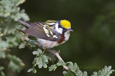 This Chestnut-sided Warbler's urgent need for food brought him within my arm's length on several occasions. 