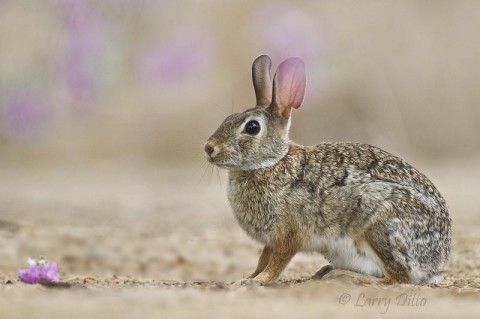 Cottontail Rabbit surrounded by a hint of purple cenizo blooms blurred in the foreground.