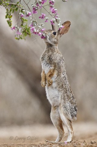 Even rabbits stop to smell the roses...cenizo.