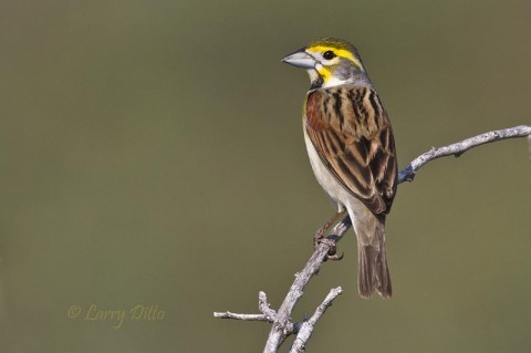 This bird was one of a flock of tired Dickcissels arriving at the Convention Center as we were unpacking our photo gear.  