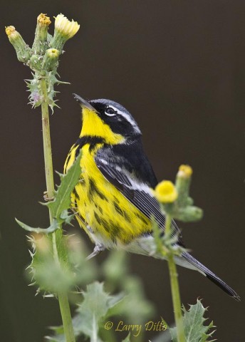 Magnolia Warbler male searching a thistle plant for invertebrates.