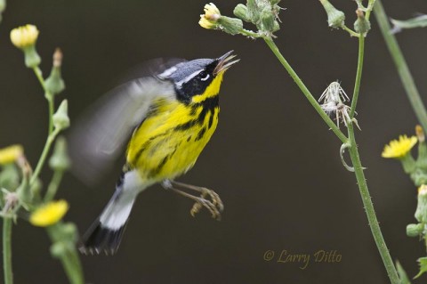 Magnolia Warbler hoveing at a thistle bloom while picking off insects.