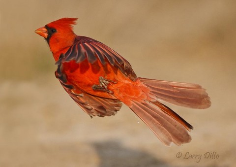 Northern Cardinal exploding into flight from a Dos Venadas Ranch pond.