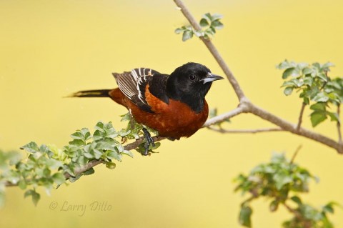 A male Orchard Oriole ready to launch.