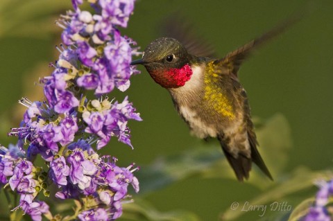 Ruby-throated Hummingbird male feeding at sunset.