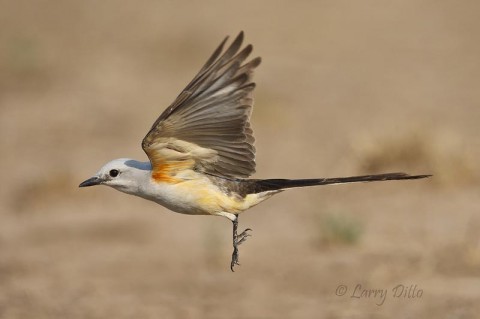 A scissor-tailed flycatcher on the wing reveals much more color than is visible when the wings are folded.