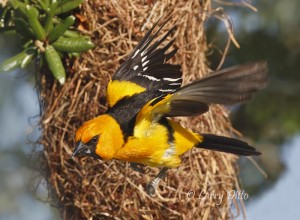 Altamira Oriole flying from nest.