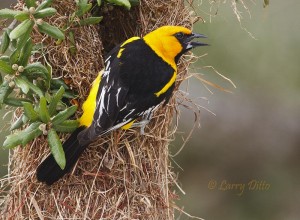 Altamira Oriole about to enter its sack-like nest in a live oak tree.