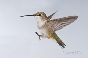 Black-chinned Hummingbird landing