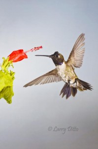 Black-chinned Hummingbird male at Turk's cap flower.