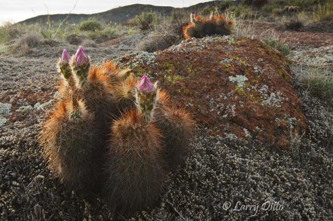 Budding cactus on granite mountain.