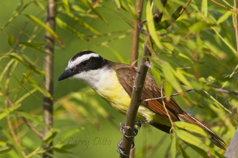 This Great Kiskadee was resting in a black willow near its nest over a resaca at the Sabal Palm Sanctuary.