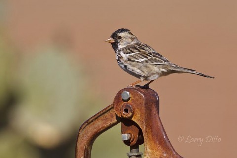 Harris's Sparrows winter on both ranches.  This one sits on a water pump jack at the Selman Ranch headquarters.