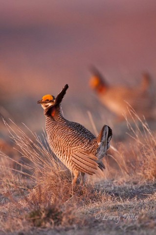 Lesser Prairie Chicken males booming on the Selman Ranch lek in early April.