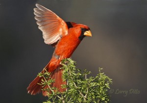 Northern Cardinal male landing on a guayacan bush.