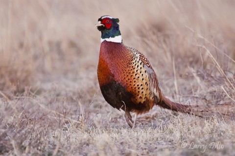 Ring-necked Pheasant who thinks he is a lesser prairie chicken.