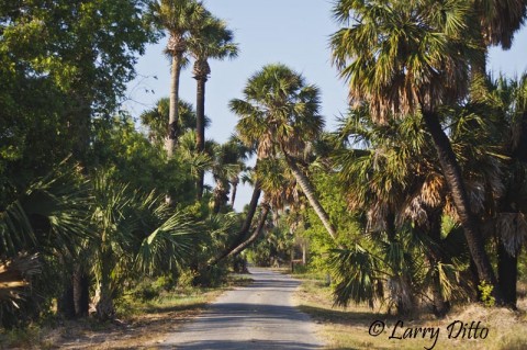 Entrance road to the Sabal Palm Sanctuary in east Brownsville, Texas.