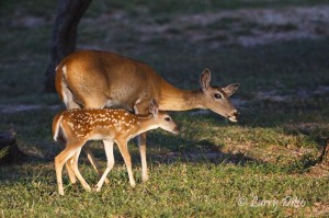 Doe and fawn white-tailed deer at sunrise.