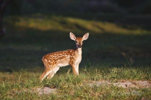 A fawn's first pose for the camera.