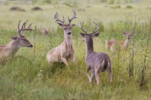 Buck scuffle.