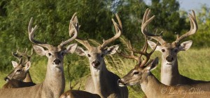 September bucks just beginning to shed their velvet.