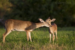 Fawn and doe share a touching moment.