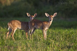 Timid fawns at sunset.