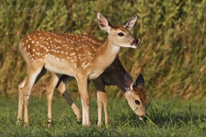 Twins learning to feed.