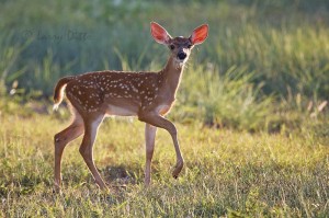 White-tailed Deer fawn prancing across a Texas meadow.